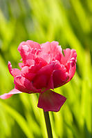 Tulip On Textured Background