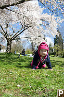 Crawling Under The Cherry Blossoms