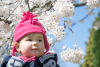 Nara With White Cherry Blossoms