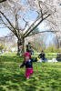 Walking Under The Cherry Blossoms