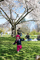 Walking Under The Cherry Blossoms