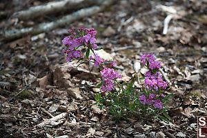 Bog Laurel Growing In Leaf Litter