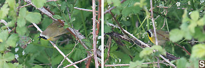 Common Yellowthroat