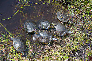 Family Of Red Eared Sliders