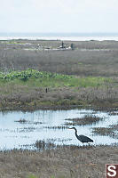 Great Blue Heron Near Brakish Pond