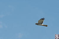 Northern Harrier Adult Male Soaring Flat