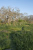 Arcing Train In Garry Oak Meadow