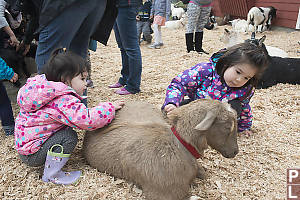 Brushing Brown Goat