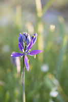 Common Camas With Dew