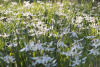 Dense Patch Of White Fawn Lily