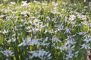 Dense Patch Of White Fawn Lily