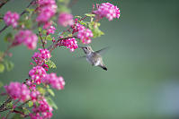 Female Annas Feeding On Red Flowering Currant