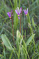 Few Flowered Shootingstar