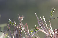 Marsh Wren On Top Of Cattails