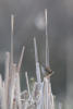 Marsh Wren With Breath Condensation