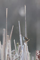 Marsh Wren With Breath Condensation