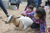 Nara Brushing Goat