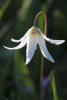 White Fawn Lily With Dew