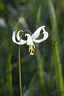 White Fawn Lily With Yellow Stamen