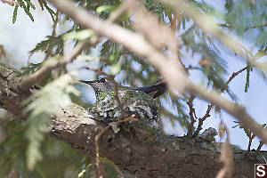 Annas On Nest