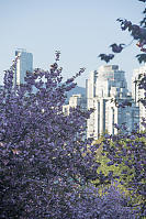 Cherry Blossom In Front Of Downtown