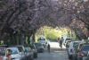 Cherry Blossom Tunnel On Tenth