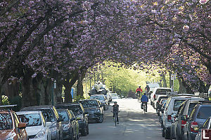 Cherry Blossom Tunnel On Tenth