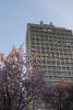 Cherry Blossom With Frank Stanzl Building
