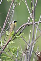 Common Yellowthroat