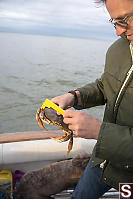 Undersized Dungeness Crab