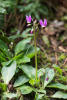 broad-leaved shooting star, Henderson's shooting star