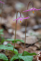 Pink Fawn Lily