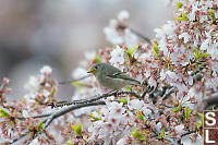 Ruby Crowned Kinglet With Pollen Mustache