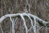 Townsend's Solitaire