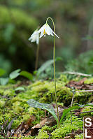 White Fawn Lily Growing In Moss