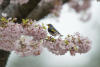 Yellow Rumped Warbler In Cherry Blossum