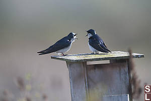 Two Tree Swallows On Nest Box