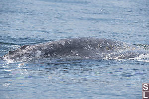 Grey Whale Back