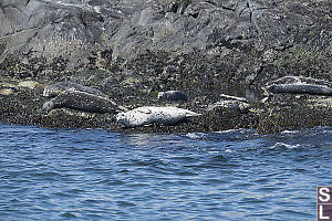 Harbour Seals On The Rocks
