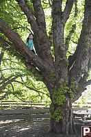 Nara Climbed Tree