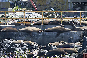 Sea Lions Resting On Ramp