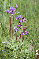 Shooting Stars In Grass