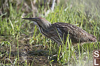 American Bittern Walking Hg