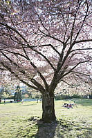 Cherry Blossom In Full Bloom