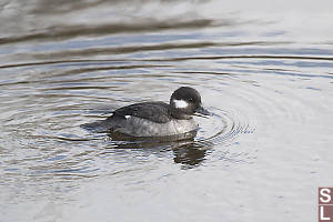 Female Bufflehead