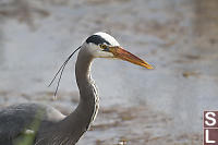 Great Blue Heron With Backlit Beak