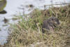 Muskrat Just Out Of Water