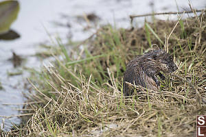 Muskrat Just Out Of Water