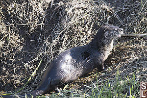 River Otter In Grass