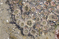 Aggregating Anemones